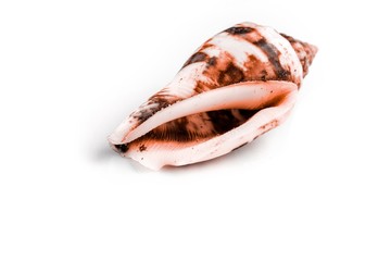 Naklejka premium Shells background. Living Coral pastel color seashell on white backdrop. Hello Summer is coming concept.