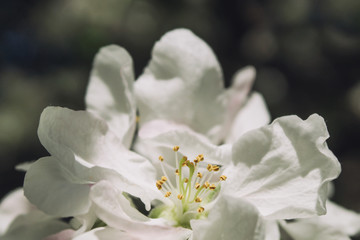 apple tree blossom close up