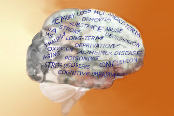 Human Brain and Memory Loss