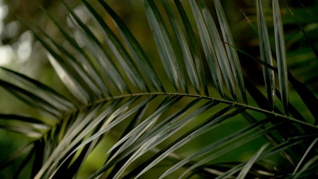 Beautiful leaves of palm trees in an exotic forest