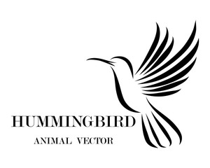 Black line art Vector illustration on a white background of flying hummingbird. Suitable for making logos