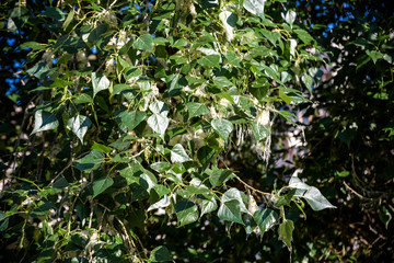 Obraz premium Poplar fluff. Poplar fluff not to blame for allergies, Summer starts with poplar fluff. Magic Poplar Fluff