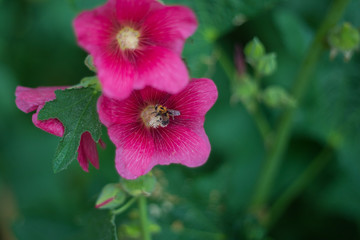 pink flower with a bee