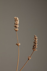 Dried Lavender Flower on Black background