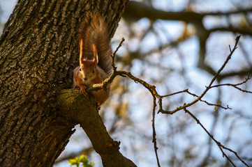 Маленькая рыжая белочка сидит на дереве и  смотрит в камеру.  A small red squirrel sits in a tree and looks at the camera.