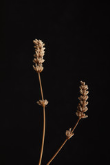 Dried Lavender Flower on Black background