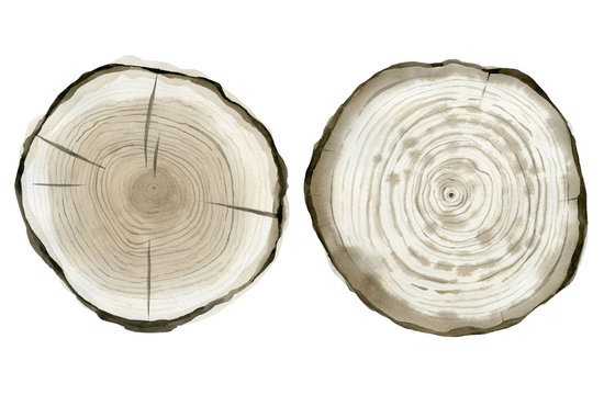 Brown tree slice. Pine cut. Forest rustic design. Watercolour illustration isolated on white. background.