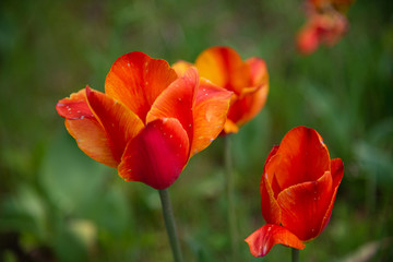 Naklejka premium Beautiful blooming tulips on grass background
