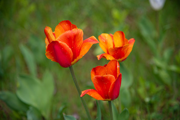 Beautiful blooming tulips on grass background