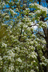 Fototapeta na wymiar Branches of blooming cherry in the garden