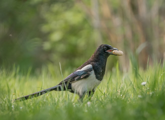 Elster mit Erdnuss im Gras