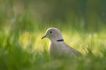 Türkentaube im Gras
