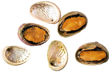 Abalones isolated on white background.