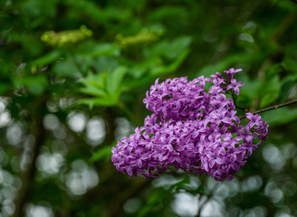 Lilac Syringa microphylla bush in spring garden. Close-up of pink-purple syringa bloom. Nature concept for design.