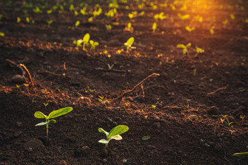 Small seedlings grow in the newly cultivated soil
