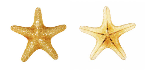 Starfish on a white background. Top and bottom view. Isolate on a white background.
