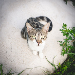 Cat Eyes 