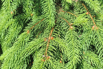 Pine tree leaves in spring time