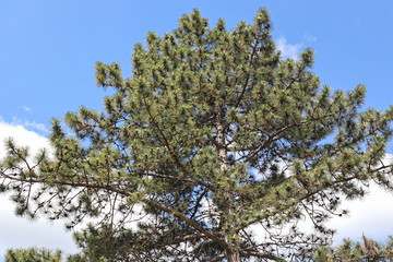 Large pine tree in spring time