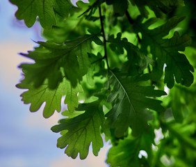 tree branches against the blue sky