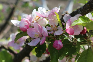 Naklejka na ściany i meble Tender pink flowers bloom on an apple tree in spring in the garden on a sunny day.