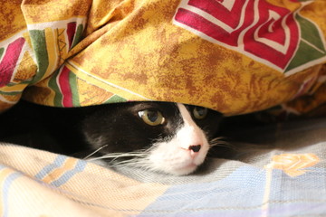 The black-and-white house cat hid under the blanket.