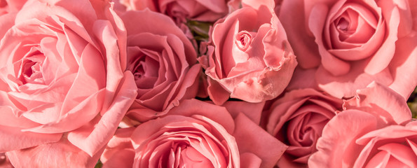 Background of pink roses close-up. Bouquet of roses close-up.