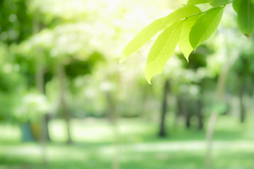 Amazing nature view of green leaf on blurred greenery background in garden and sunlight with copy space using as background natural green plants landscape, ecology, fresh wallpaper concept.