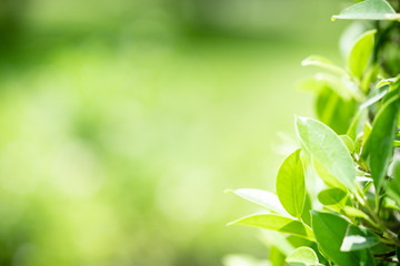 Amazing nature view of green leaf on blurred greenery background in garden and sunlight with copy space using as background natural green plants landscape, ecology, fresh wallpaper concept.