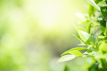 Amazing nature view of green leaf on blurred greenery background in garden and sunlight with copy space using as background natural green plants landscape, ecology, fresh wallpaper concept.