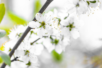 Spring background. White flowers of an apple tree close-up on a bright yellow and green background.