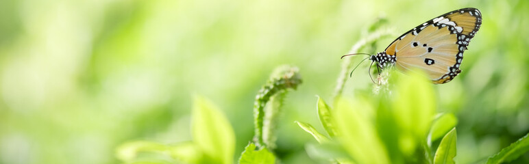 Amazing nature view of butterfly on blurred greenery background in garden and sunlight with copy space using as background natural green plants landscape, ecology, fresh wallpaper concept.