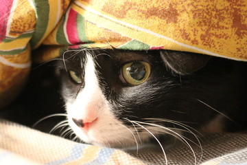 The black-and-white house cat hid under the blanket.