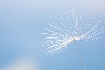 a dandelion seed with a Dewdrop stands in the water close up