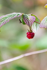 Raspberries on the bush. Wild berry closeup.