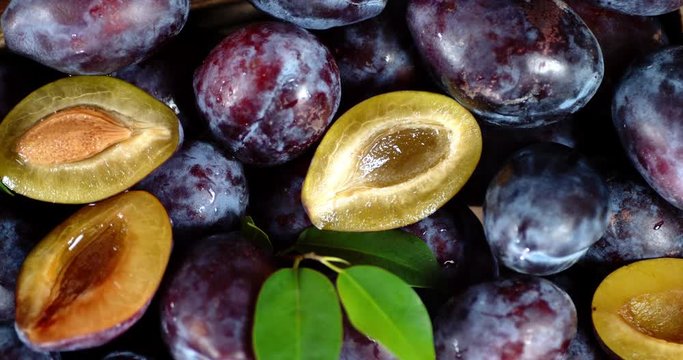 Fragrant plum with leaves rotates slowly.