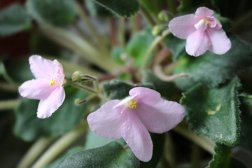 Wild violets are a pale pink color on the window of the apartment