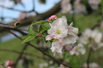 
Tender pink flowers bloom on an apple tree in spring in the garden on a sunny day.