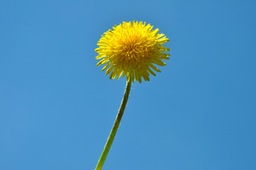 yellow dandelion isolated on a blue background