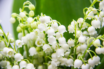 Lily of the valley. Blooming lily of the valley beautiful flower against background. Spring flower lilies of the valley.