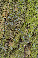 bark closeup