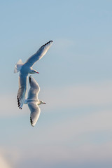 A black-headed gull (Larus ridibundus / Chroicocephalus ridibundus) flying over the Mediterranean Sea