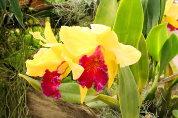Bright yellow cattleya flowers orchid and blur green leaves background.
