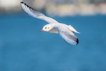 A black-headed gull (Larus ridibundus / Chroicocephalus ridibundus) flying over the Mediterranean Sea