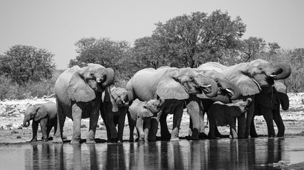 The elephants in Namibia © Ot