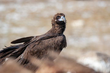 Cinereous (Eurasian Black) Vulture (Aegypius monachus), Full Length Portrait.