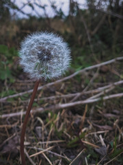 dandelion seed head in the bushes.
