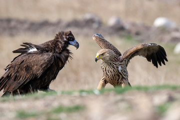 Cinereous (Eurasian Black) Vulture (Aegypius monachus), (Eastern Imperial Eagle) (Aquila heliaca) Full Length Portrait.