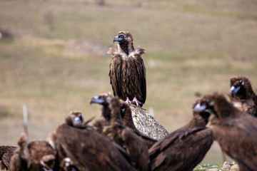 Cinereous (Eurasian Black) Vulture (Aegypius monachus), Full Length Portrait.