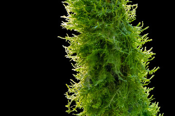 moss on stalk closeup